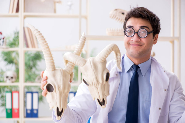 Vicces őrült professzor tanulmányozza állati csontvázak - Fotó, kép