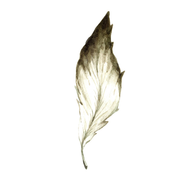 Plume d'oiseau aquarelle de l'aile isolée. Plume Aquarelle pour fond, texture, motif enveloppant, cadre ou bordure
. - Photo, image