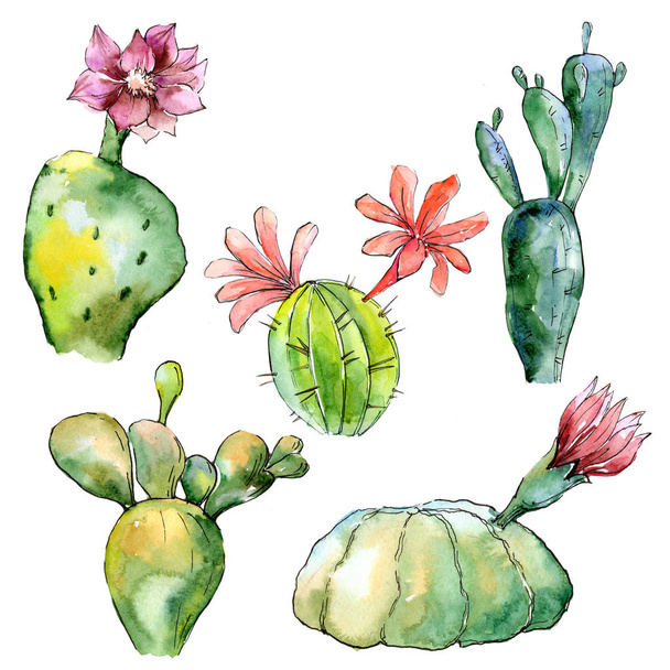Cactus tropicales verdes. Flor botánica floral. Flor silvestre de hoja de primavera aislada. Flor silvestre Aquarelle para fondo, textura, patrón de envoltura, marco o borde
. - Foto, Imagen