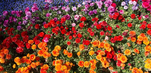 Värikäs tulppaani kukkia kukkivat keväällä puutarhassa - Valokuva, kuva