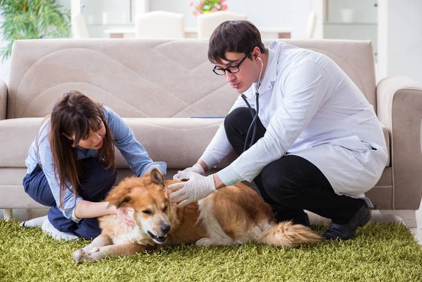 Vet médecin visitant golden retriever chien à la maison - Photo, image