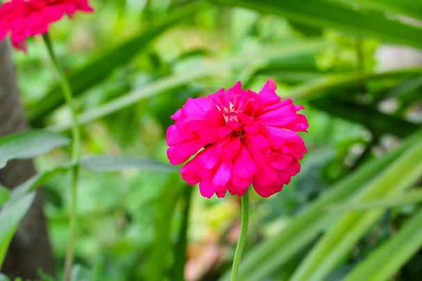 квітка цинія красива квітка саду в природі
 - Фото, зображення