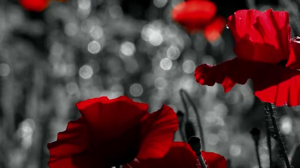 Red and black background.Burning view.Natural and beautiful.A living embodiment of the fantasy of nature.A poppy pops in the wind.Beautiful poppy freshness.Poppy, a slight breeze. - Footage, Video
