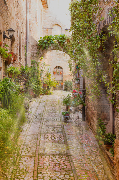 Front view of an old street decorated with many pots of plants and flowers. Spello. Umbria, Italy. - Zdjęcie, obraz