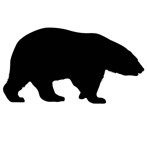 Silhouette polar bear on a white background - Vector, Image