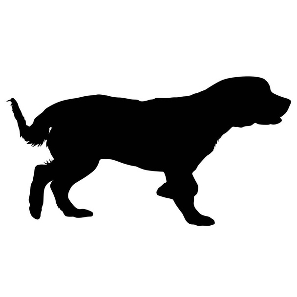 Spaniel cane silhouette su sfondo bianco
 - Vettoriali, immagini
