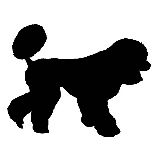 Poodle σκυλί σιλουέτα σε λευκό φόντο - Διάνυσμα, εικόνα