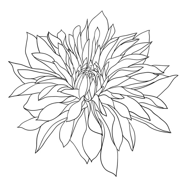 Красивий монохромний ескіз, чорно-біла квітка далії ізольовані
 - Вектор, зображення