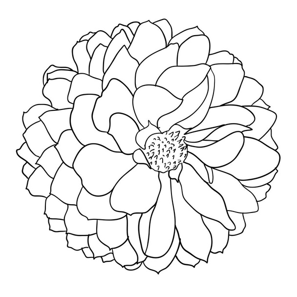 Gyönyörű fekete-fehér vázlat, fekete-fehér dália virág elszigetelt - Vektor, kép