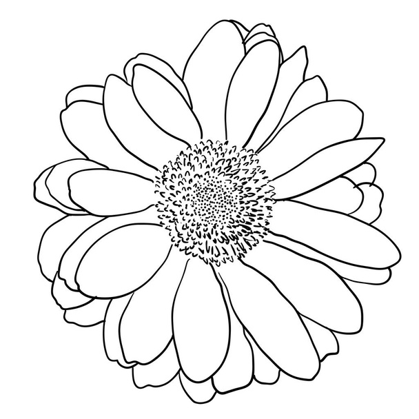 Güzel tek renkli kroki, siyah ve beyaz yıldız çiçeği çiçek izole - Vektör, Görsel