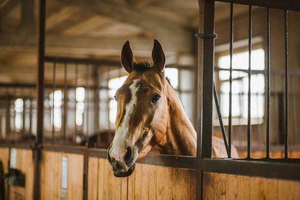 Beautiful horses, animals, pasture, stables, horseback riding - Φωτογραφία, εικόνα