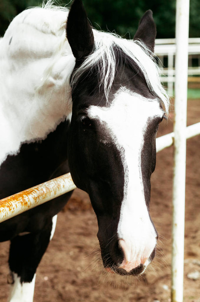 Beautiful horses, animals, pasture, stables, horseback riding - Photo, image