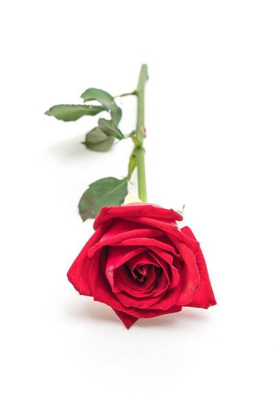 red rose isolated on white background - Φωτογραφία, εικόνα
