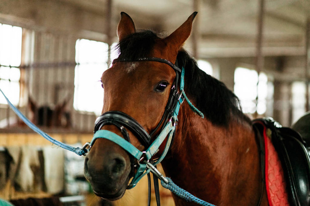 Beautiful horses, animals, pasture, stables, horseback riding, - Valokuva, kuva