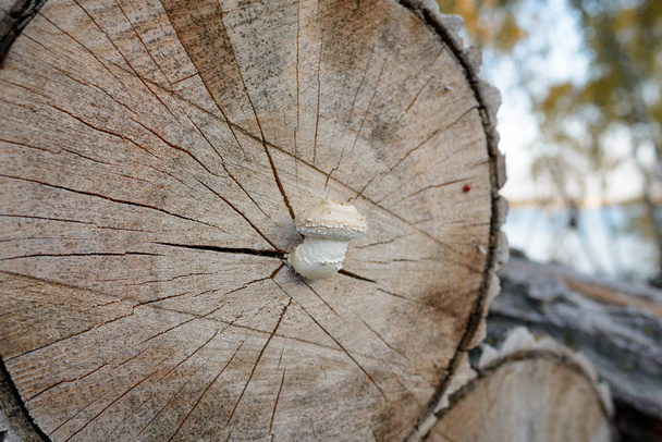 Один гриб в сосновому лісі на сонячному світлі крупним планом
 - Фото, зображення