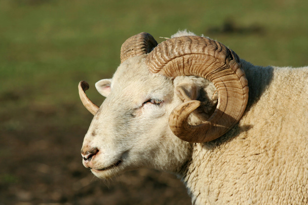 Ovejas carnero macho
 - Foto, imagen