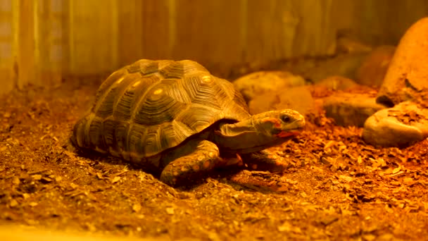 tortuga en el terrario - Metraje, vídeo