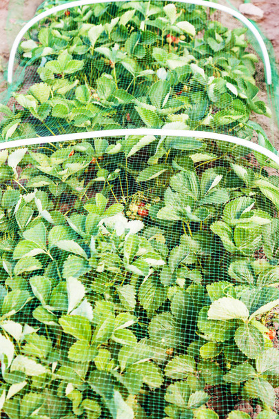 Strawberries bed covered with protective mesh from birds, protection of strawberry harvest in the garden - Photo, Image