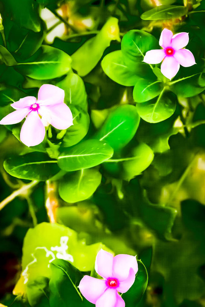 Fotografia de flor capturada de um jardim de flores ensolarado. Imagem é inspiração, emocionante, esperançoso, brilhante, sensacional, tranquilo, calmo e deslumbrante, usado como fundo, papel de parede, protetor de tela
. - Foto, Imagem