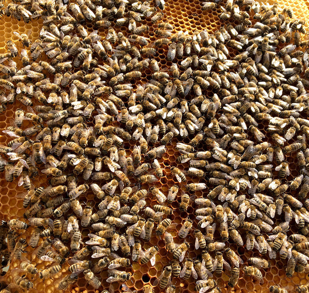 Zeshoek achtergrondstructuur, wax honingraat van een bee hive gevuld met gouden honing. Honingraat macrofotografie bestaande uit bijenwas, gele zoete honing van de Bijenkorf. Honing nectar voor bijen honeycombs - Foto, afbeelding