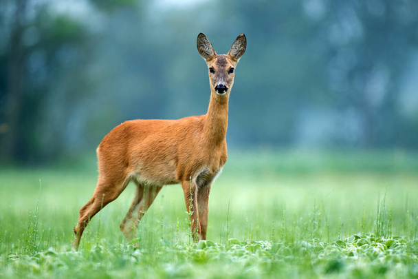 Cervo-de-roe em pé num campo de soja
 - Foto, Imagem