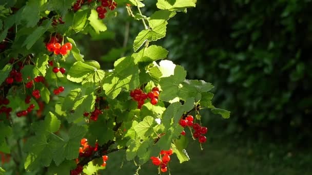 bunch of currants at sunset, slow motion - Footage, Video
