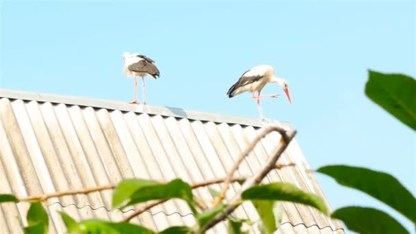 Two storks on the roof of the house. Beautiful blue sky. Tree branches - Footage, Video