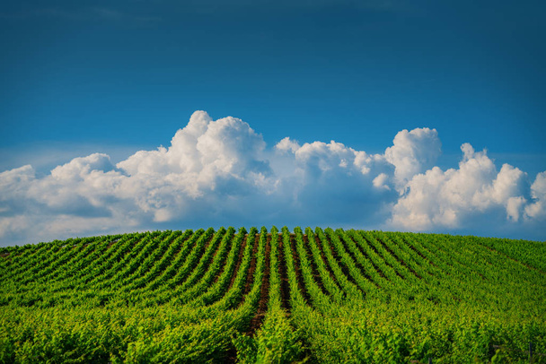 Groeiende wijngaard en bewolkt hemellandschap.  - Foto, afbeelding