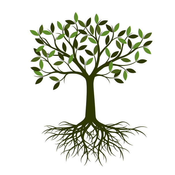 Green summer Tree with Root. Vector Illustration. Plant in garden. - Вектор,изображение