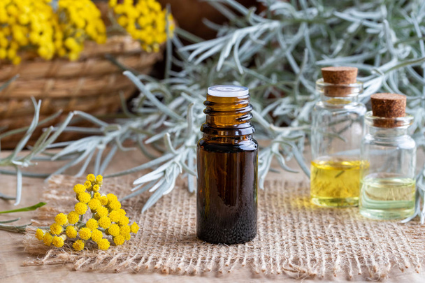 A bottle of essential oil with fresh blooming helichrysum italicum plant - Photo, Image