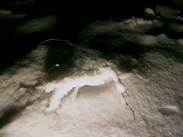 Fagyos fa téli havazás és a hideg Hold fény alatt. Téli természet nézet a havas téli erdő - Fotó, kép