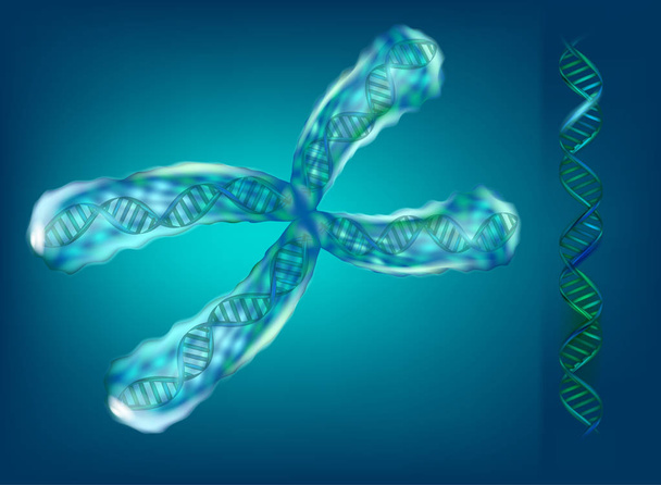 Ilustración 3D de cromosomas. Genética. Ilustración vectorial
 - Vector, imagen