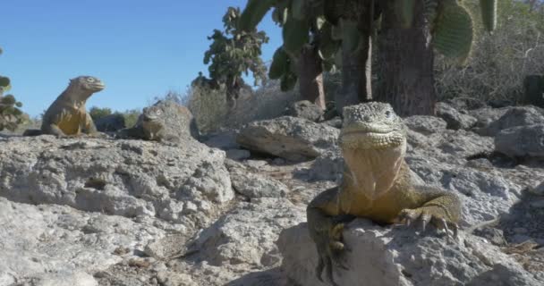 View of Iguanas resting and taking sunbath - Felvétel, videó