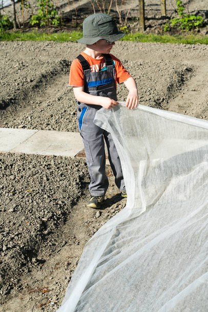 young blond boy covers a vegetable plot with a white fleece - Photo, image