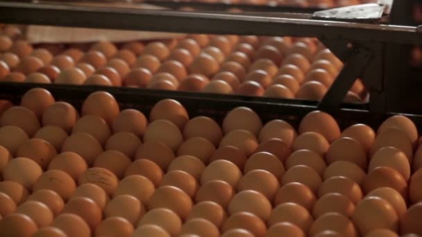 Γραμμές κοτόπουλο αυγά συλλέγονται - Πλάνα, βίντεο