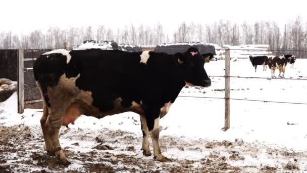 Eenzame vuile zwart-wit koe op winter boerderij - Video