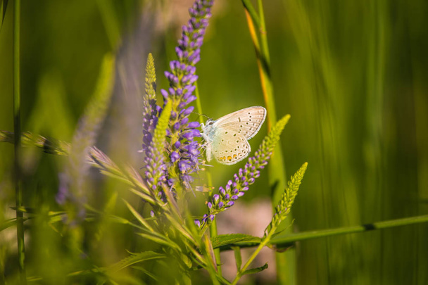 Beau papillon bleu assis sur une fleur de veronica. Petit papillon sur l'asclépiade. Gros plan d'insecte sur la plante. Speedwell fleur
. - Photo, image