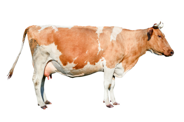 完全な長さを牛します。美しい若い牛の白で隔離。変な赤と白い斑点のある牛の肖像画をクローズ アップ。農場の動物.  - 写真・画像