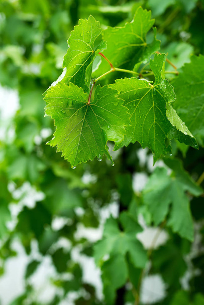 Belle texture de feuille de raisin vert avec des gouttes d'eau, en plein air
 - Photo, image