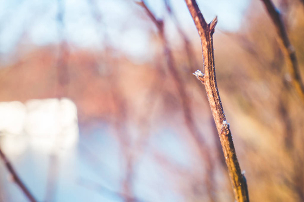 Fond naturel abstrait flou avec des branches nues dans la technique de lentille libre. Profondeur de champ faible. Pour papier peint, fond
 - Photo, image