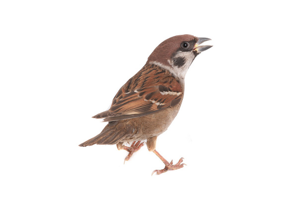 sparrow - Valokuva, kuva