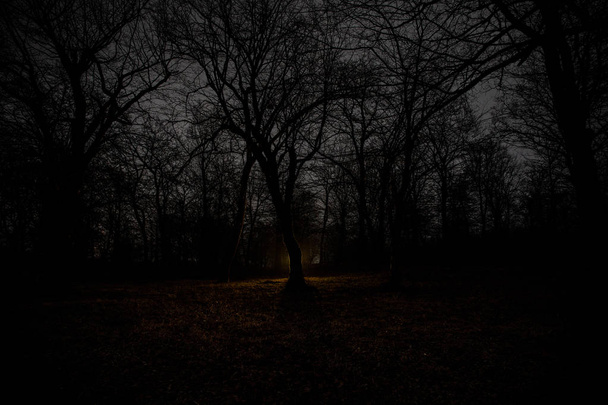 seltsames Licht in einem dunklen Wald in der Nacht. Silhouette einer Person, die im dunklen Wald mit Licht steht. dunkle Nacht im Wald zur Zeit des Nebels. surreale nächtliche Waldszene. Horror-Halloween-Konzept. Märchen - Foto, Bild