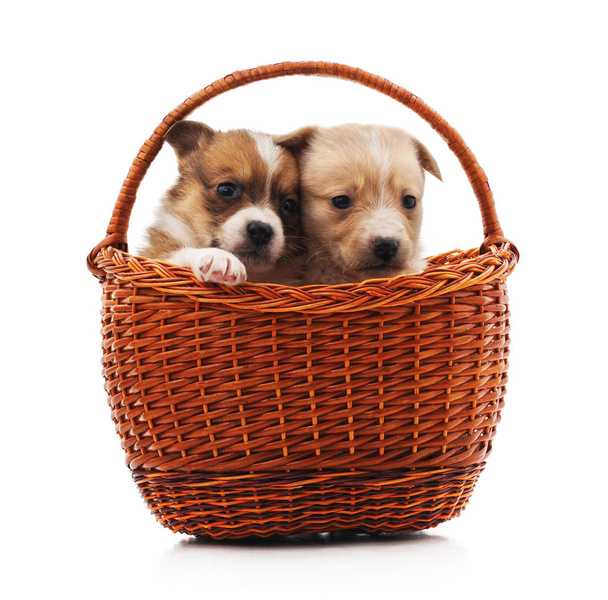 Puppies in a basket isolated on a white background. - Photo, image
