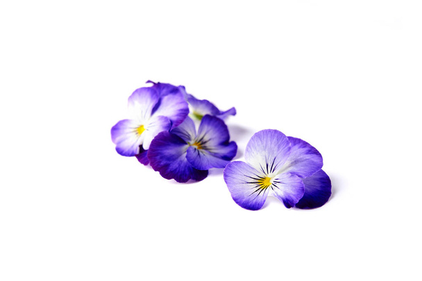 fiori commestibili blu di viola
 - Foto, immagini