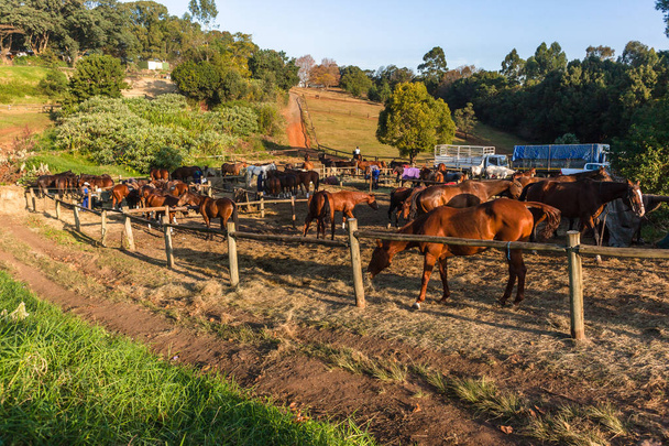 Polo pony koně seskupeny dohromady v paddocku jíst odpočinku konci jezdecké hry. - Fotografie, Obrázek