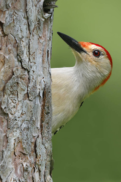 Male Red-bellied Woodpecker (Melanerpes carolinus) on a red pine tree - Ontario, Canada - Photo, Image