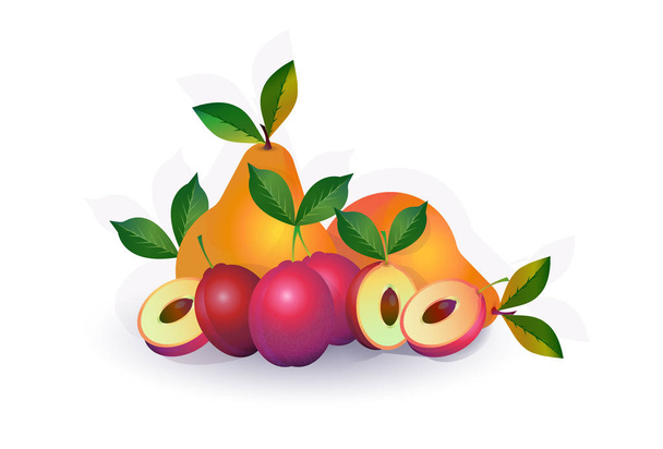 pear plum fruit on white background, healthy lifestyle or diet concept, logo for fresh fruits - Vetor, Imagem