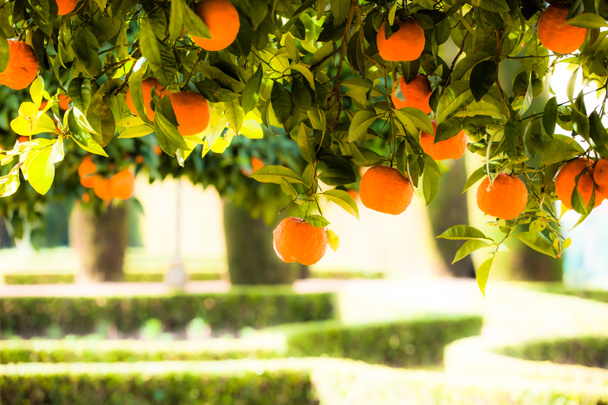valencia İspanya'da şube portakal ağacı meyve yeşil yaprakları - Fotoğraf, Görsel