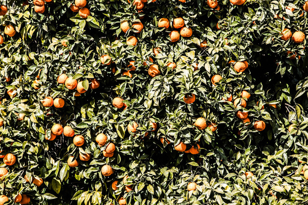 gałąź drzewa pomarańczowego owoce zielone liście w Walencji, Hiszpania - Zdjęcie, obraz