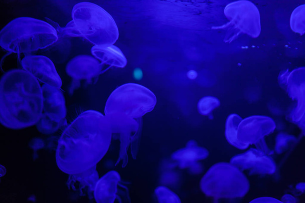 Jellyfish in action in the aquarium,Creating beautiful effect while in motion - Foto, immagini